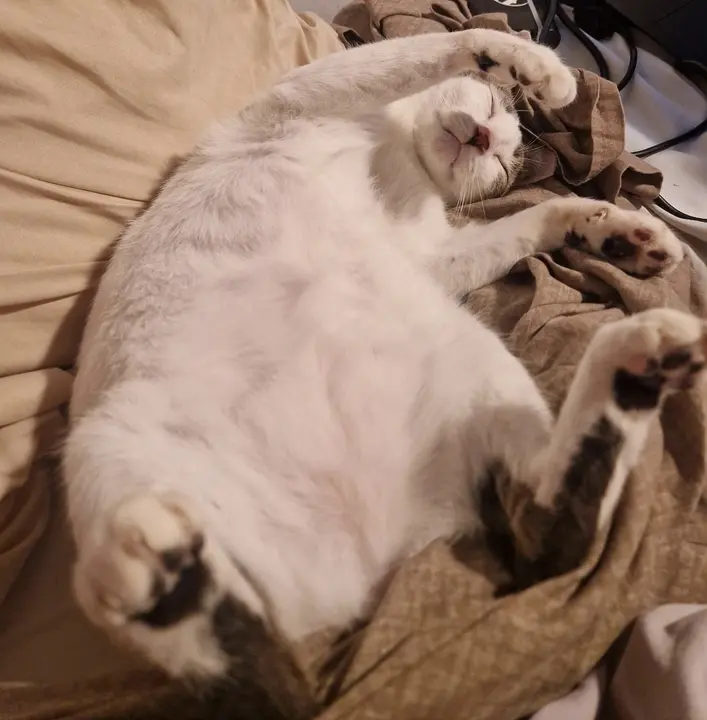 Whitey
