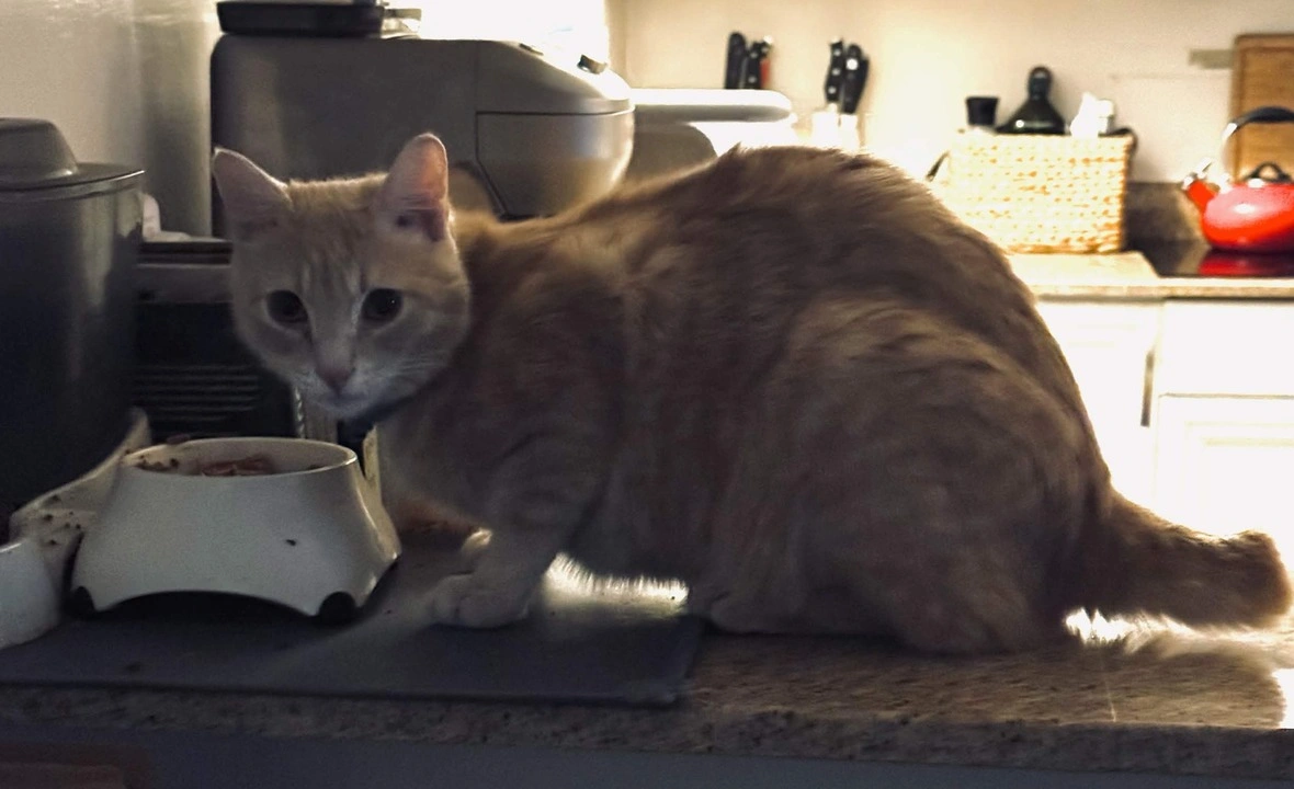 Gizmo