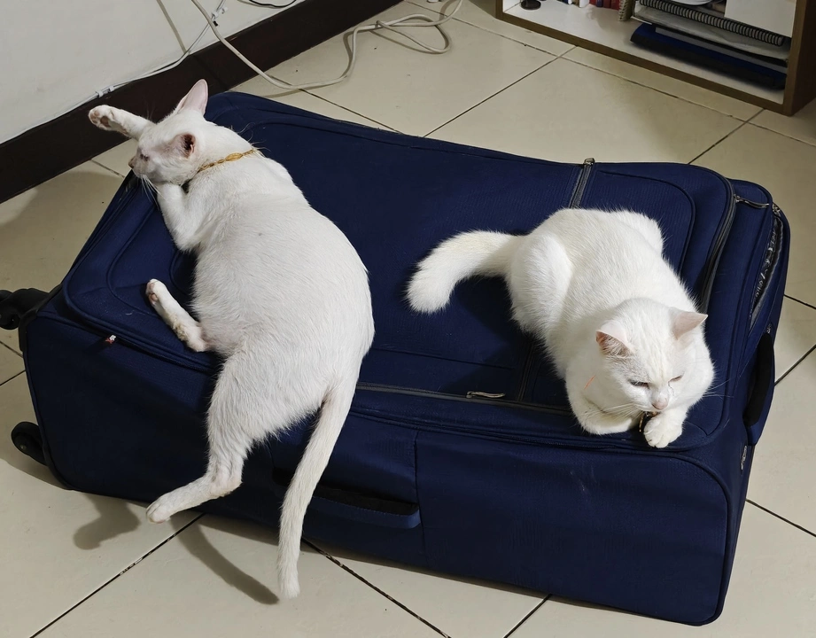 Caspy and Meowy